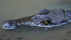 A crocodile is visible in waters of the Calakmul Biosphere Reserve in the Yucatan Peninsula of Mexico on Jan. 11, 2023. (Marco Ugarte /AP) 