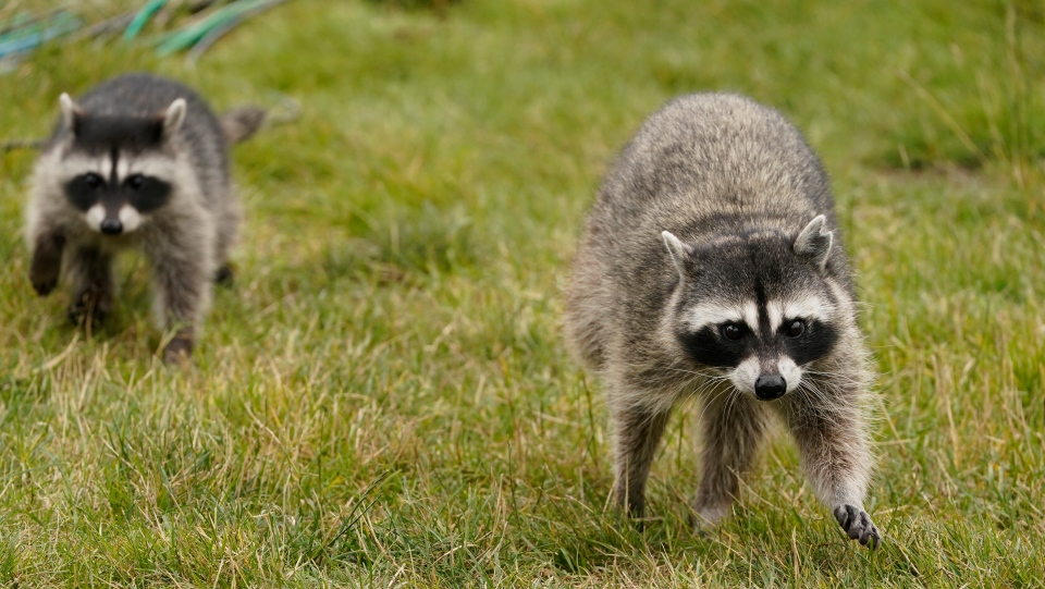 Pair of raccoons stroll on golf course