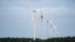 The West Pubnico Point Wind Farm is seen in Lower West Pubnico, N.S. on Monday, Aug. 9, 2021. (Courtesy: THE CANADIAN PRESS/Andrew Vaughan)