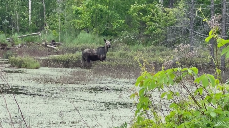 Video captured by a member of the CTVNewsNorthernOntario.ca technical crew of a young moose in the swamp by the TV station on Frood Road. June 8/23 (Kent Guindon/CTV Northern Ontario)