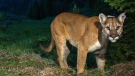 File photo of a cougar. AP Photo/Teton Cougar Project-Panthera, Neil Wight)
