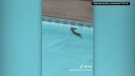 Baby deer stumbles into a swimming pool