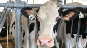 Researchers with the University of Guelph are working to breed low-methane producing cows. (Spencer Turcotte/CTV News)