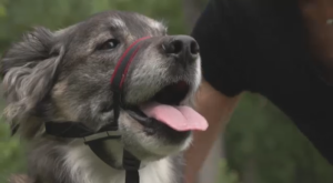 Wilson the dog was up for adoption for about a half year and he has now found his forever home. (Source: Glenn Pismenny/CTV News)
