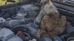 Marmot found under hood of car in Jasper