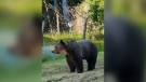While grizzly bears rarely make their way to Vancouver Island, one was photographed in a family's backyard.