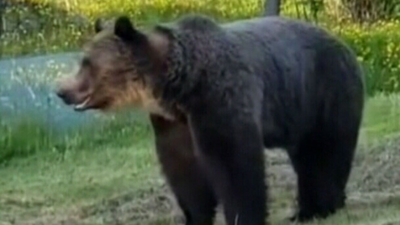 B.C. family spots grizzly hanging out in their bac