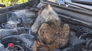  Alberta man finds Marmot under hood of car
