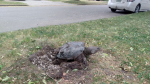 Tilipe the Turtle lays her eggs on Tilipe Road in London, Ont. on June 11, 2023. (Source: Submitted) 