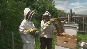 The ins and outs of being a beekeeper