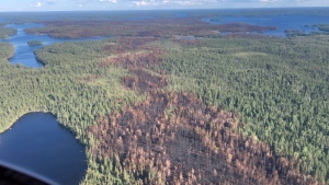 Aerial shot of the aftermath of a wildfire in northern Ontario. (Credit: Thomas Moline)