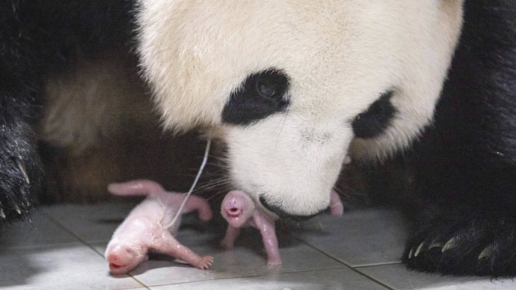 giant panda Ai Bao and her twin cubs