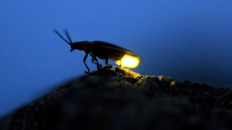 A firefly alights on a fence post in Oconomowoc, Wis., Thursday, July 9, 2015, as the flying beetles make their seasonal return. (John Hart/Wisconsin State Journal via AP)