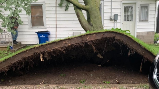 An uprooted tree in Blenheim after a storm blew through southern Ontario on July 26, 2023. (Source: Sarah Chambers/Facebook)