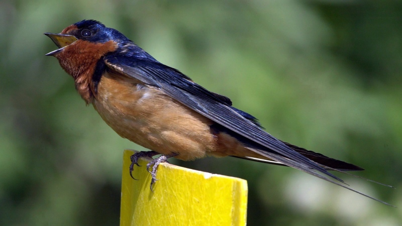 A colorful barn swallow sits atop his perch near hot springs at the Hart Mountain National Antelope Refuge in southeastern Oregon July 23, 2003.(Don Ryan / The Canadian Press/AP)