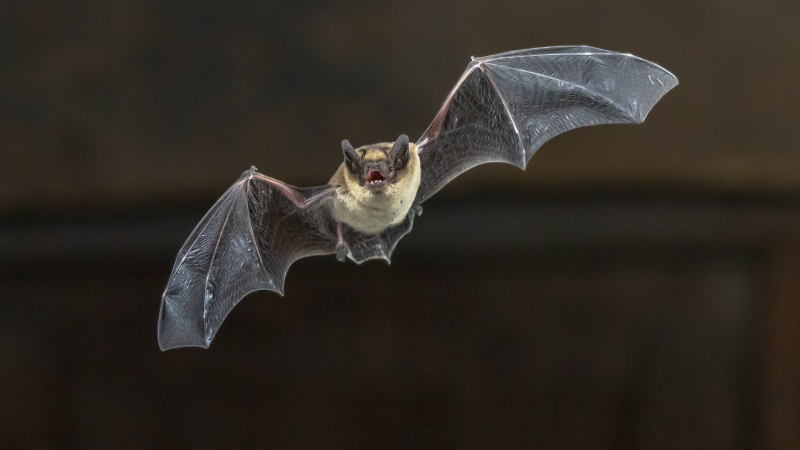 Sask. family besieged by bats forced to get dozens of rabies shots