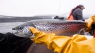 A farmed Atlantic salmon is seen during a Department of Fisheries and Oceans fish health audit near Campbell River, B.C., on Wednesday, Oct. 31, 2018. THE CANADIAN PRESS /Jonathan Hayward