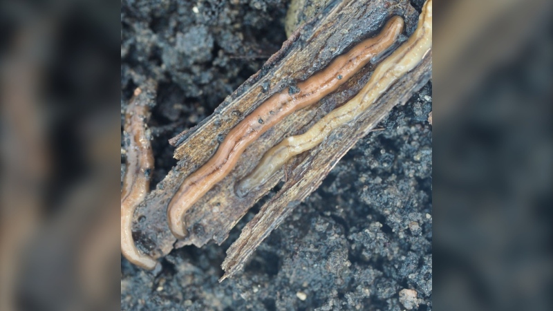 Hammerhead flatworms, whose scientific name is Bipalium Adventitium, are seen in an undated handout photo. THE CANADIAN PRESS/HO-University of Montreal, Etienne Normandin
