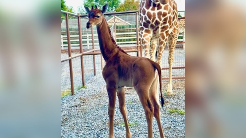 The 6-foot wonder was born sans spots on July 31 at Bright’s Zoo, a privately owned facility in Limestone, and made her public debut in August 2023. (via CNN)