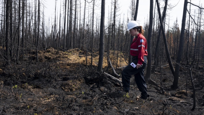 Climate change has made summers like the kind that led to Quebec's disastrous wildfire season at least seven times more likely to happen again, says a new scientific analysis. Society of Protection of Forests from Fire prevention agent Melanie Morin walks through an area of burned forest in the area surrounding Lebel-sur-Quevillon, Que., on Wednesday, July 5, 2023. THE CANADIAN PRESS/Adrian Wyld
