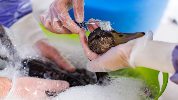 Ducks are cleaned in a soap bath at the Toronto Wildlife Centre in Toronto on Tuesday, Aug. 15, 2023. After an industrial fire in Etobicoke, Ont. lead to contamination of Mimico Creek, nearly 80 ducks have been pulled from the contaminated creek to be treated and housed at the Toronto charity. THE CANADIAN PRESS/Cole Burston