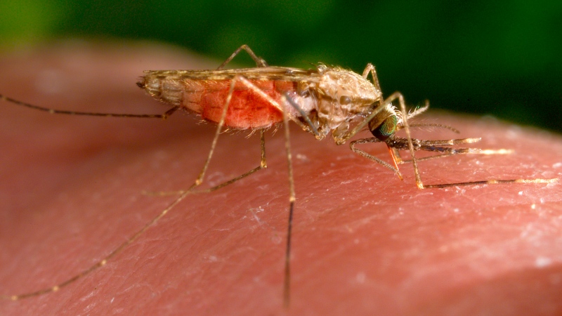 This 2014 photo made available by the U.S. Centers for Disease Control and Prevention shows a feeding female Anopheles gambiae mosquito. The species is a known vector for the parasitic disease malaria. The United States has seen five cases of malaria spread by mosquitos in the last two months...the first time there's been local spread in 20 years. There were four cases detected in Florida and one in Texas, according to a health alert issued Monday, June 26, 2023, by the CDC. (James Gathany/CDC via AP, File)