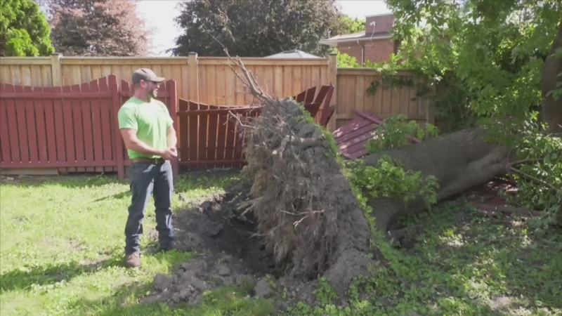 Tree clean-up continues after powerful storm