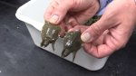 Biologist Scott Gillingwater of the Upper Thames River Conservation Authority showed off two baby turtles on August 29, 2023, who were incubated and hatched in their lab. (Brent Lale/CTV News London)