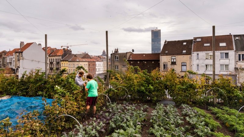 Workers tend to plants on a rooftop of an urban building as part of the Atelier Groot Eiland project in Brussels, Belgium on Sept. 27, 2021. The community supported project contains four vegetable gardens, in which high value crops are harvested, on a normally unused urban space. (AP Photo/Geert Vanden Wijngaert)