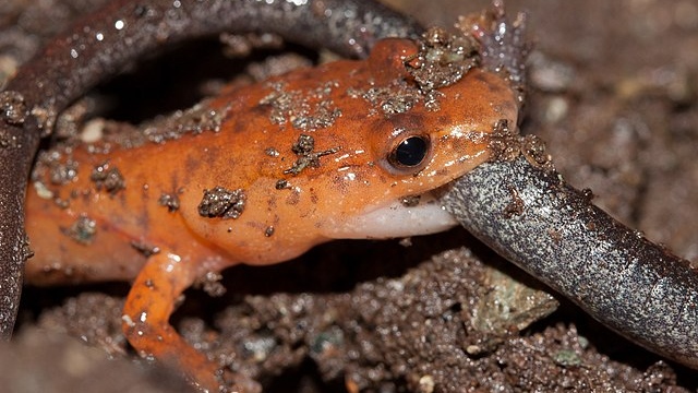 Spring salamander