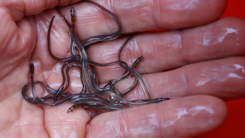 In this May 25, 2017 photo, baby eels, also known as elvers, are held in Brewer, Maine. (THE CANADIAN PRESS/AP-Robert F. Bukaty)