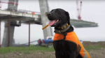 Two-year-old black lab Demon works alongside the falconry team at the Gordie Howe International Bridge site. (Source: Gordie Howe International Bridge/YouTube) 