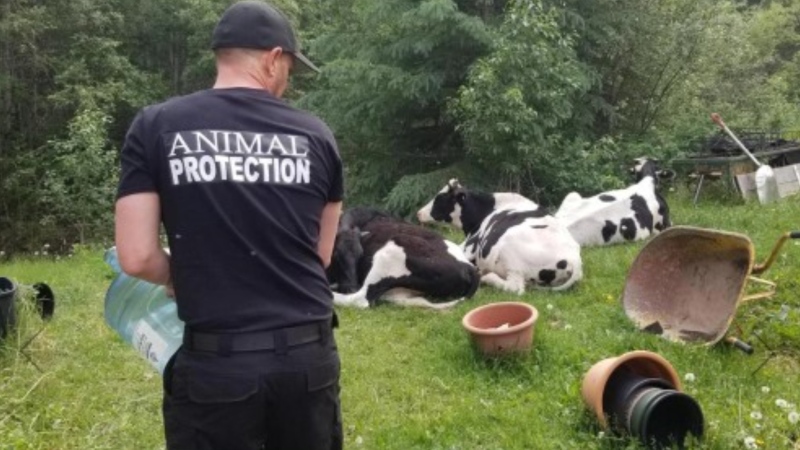 An animal protection officer with the BC SPCA provides water for cows whose owners have been impacted by wildfires burning across the province. (BC SPCA)