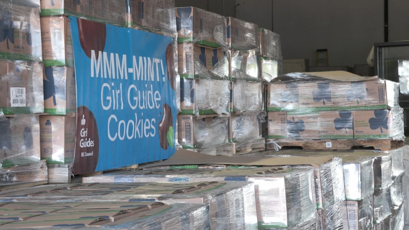 More than 300,000 boxes of chocolatey-mint cookies began leaving the organization's Delta warehouse Saturday for distribution around the Lower Mainland. (CTV)
