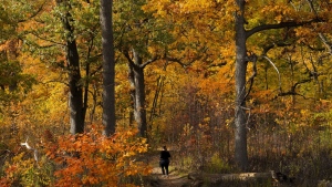 A woman runs the trails through High Park amongst the fall colours on a cool fall day in Toronto on Friday, October 28, 2022. (THE CANADIAN PRESS/Nathan Denette)