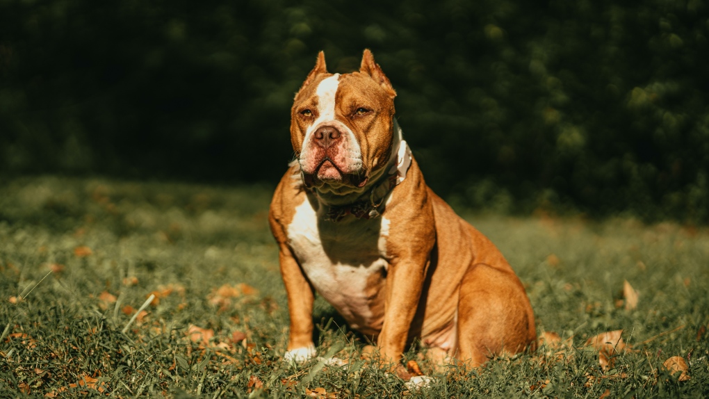 Which Dog Breeds Are Banned in The UK?