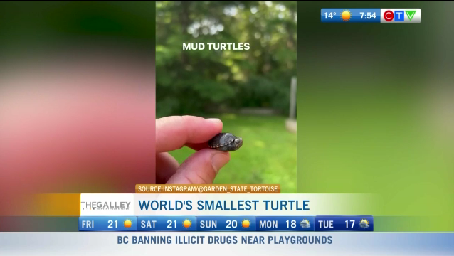 Morning Smile: World's Smallest Turtle