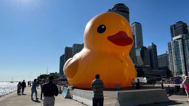 The world's largest rubber duck inflated on land ahead of the Toronto Waterfront Festival on September 15, 2023. (CP24/Jessica Smith)