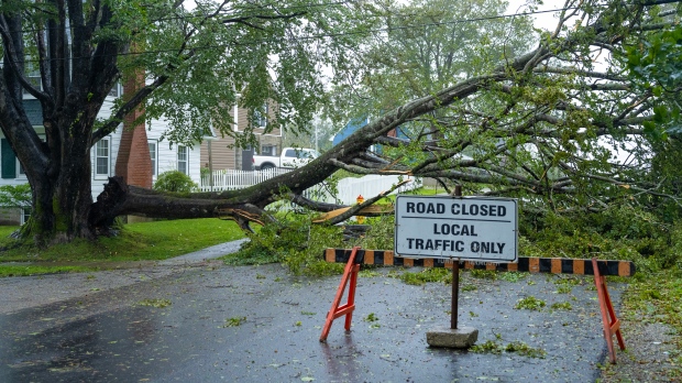 A downed tree hangs on power lines as post-tropical storm Lee approaches in Yarmouth, N.S. on Saturday, Sept. 16, 2023. (Source: THE CANADIAN PRESS/Bill Curry)