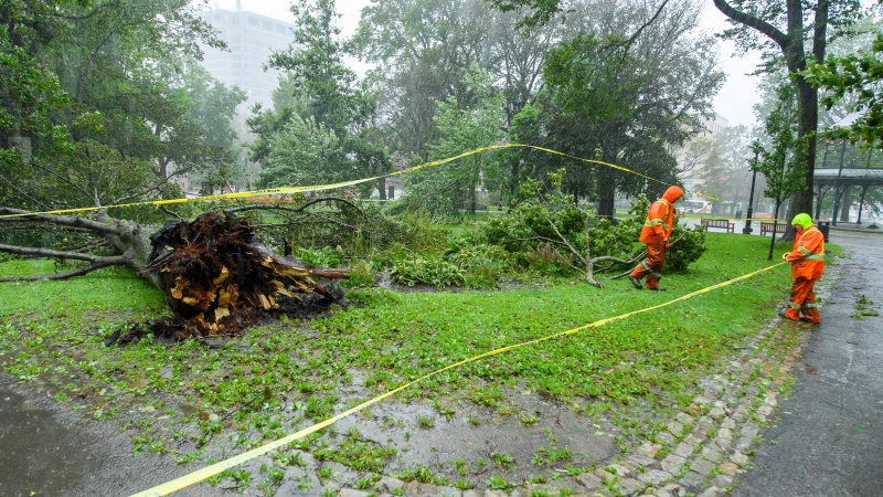 City of Saint John workers put caution tape around a large tree that fell in King's Square, in Saint John, N.B. as post-tropical cyclone Lee approaches on Saturday, Sept. 16, 2023. (Source: THE CANADIAN PRESS/Michael Hawkins)