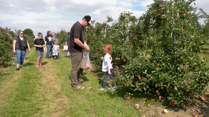Many hands make apple picking easier in the Apple Land Station orchard, seen on Sept. 16, 2023. (Gerry Dewan/CTV News London)