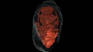 X-ray micro-CT of a male Eucera inside its nest. (Fernando Muñiz)