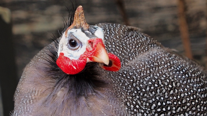 This photo shows a guinea fowl hen. (Image credit: Shutterstock) 