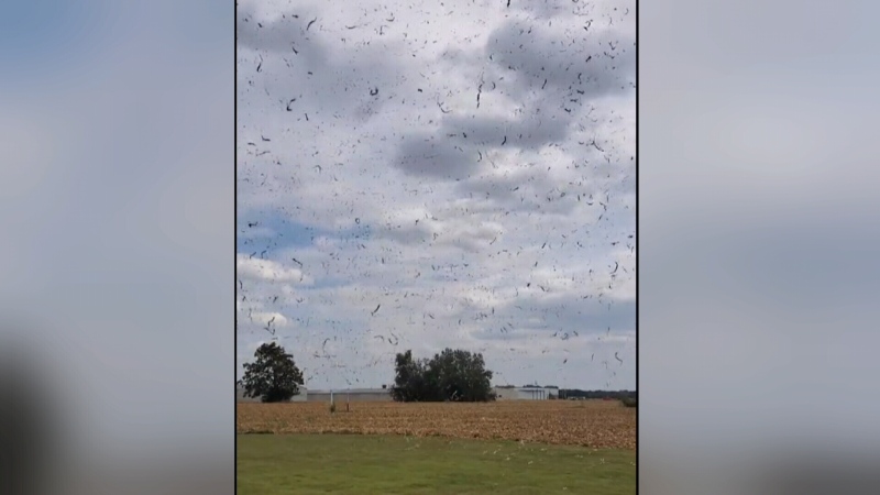 'Corn devil' swirls around over Kansas field