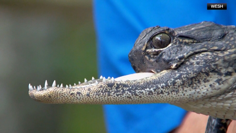 Gator missing snout finds new home in Fla.