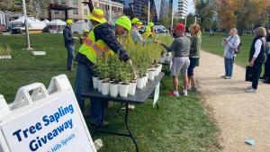 The City of Regina gave away 1,000 seedlings on Wednesday to celebrate National Tree Day. (Gareth Dillistone / CTV News) 