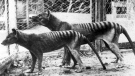 Now extinct, Tasmanian Tiger (thylacine) in Hobart Zoo Tasmania, Australia in 1933. (Photo by: Universal History Archive/Universal Images Group via Getty Images)