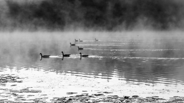 Some mist and fog along with the ducks early in the morning. (Sylvain Dionne/CTV Viewer)