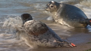 After weeks of intensive care, six rescued seals have now headed back into the wild in what is the first seal release of this year's rescue season, according to the Vancouver Aquarium Marine Mammal Rescue Society. (CTV)