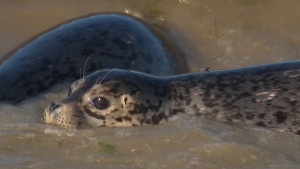 Seals released back into the wild 